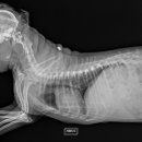 아프리카 동물의료센터 이미지