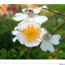 백화초등학교 이미지