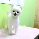 강실장펫살롱 네이버블로그