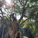 고목나무 이미지