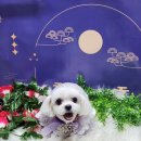 마을애견 이미지