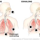 Diaphragm Breathing [다이어프램 호흡 번역본] 이미지