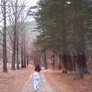 보석사   은행나무 이미지