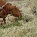 선후축산 이미지