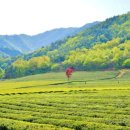 영자농장2 이미지