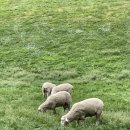 해인목장 이미지