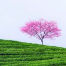 풍경플라워 네이버블로그