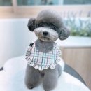 아꼬아 펫 살롱 네이버블로그