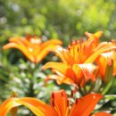 펜션오월의정원 이미지