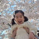 상동호수공원 | 26년 4월6일 기준 부천 상동호수공원 벚꽃 개화 후기