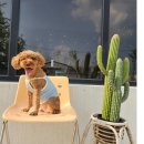 카페아리 이미지