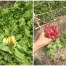 이든농장 이미지