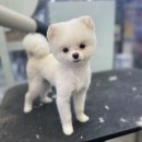 펫마트 강아지 논산점 이미지