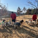 즐거운 애견 이미지