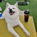 퍼피타운커피 | 퍼피타운커피 방문후기