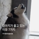 튼튼 동물병원 네이버블로그
