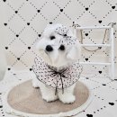 오도르봉 이미지