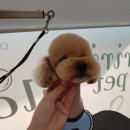 리리 펫살롱 이미지