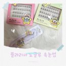 영코스메드 | 데일리부터 특별한 날까지 스타일링 할 수 있는 필터 속눈썹 플라리아 몰티즈 노글루 속눈썹