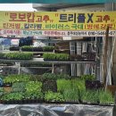 대성농약사 네이버블로그