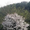 민속당 이미지
