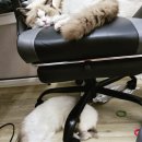 랙돌캐터리파이널돌 이미지