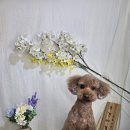 광릉내 애견 이미지