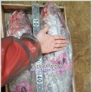 3월 28일(수) 목포는항구다 생선카페 판매생선[ 횟감용 민어, 낙지, 농어, 민어(통치) ] 이미지