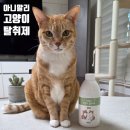 고양이탈취제 추천, 아니말리 직접 써본 솔직 후기