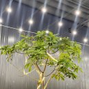 제이제이(JJ)디자인 이미지