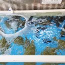 금강산수산횟집 | 삽교호 맛집 당진대명수산 직접 다녀온 솔직 후기 삽교천 맛집 추천