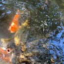 가비야 | 10월에 다녀온 후쿠오카 여행 2day 1편