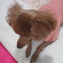 가원펫