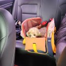 스타몽 | 강남 애견호텔 서초 강아지호텔 스타몽 추천