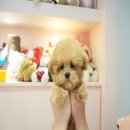 대구강아지분양 럽댕 이미지