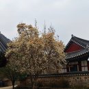 선운사 동백꽃 후기와 3월 28일 개화상황