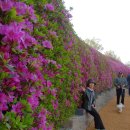 철쭉동산 이미지