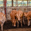 장승가축인공수정소 | 장승가축인공수정소 #고성가축인공수정센터#경남가축인공수정 #경남동물인공수정#경남가축인공수정사...