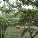 낙원농장 이미지