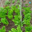 용산구치매안심센터 이미지