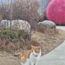 아르떼영 | 강릉 가볼만한곳 아르떼뮤지엄 내돈내산 후기 : 주차 및 예약 꿀팁, 기념품샵 향기 아이템 추천