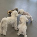 헬로우버디 광교점 | 광교애견유치원 헬로우버디 솔직후기! 광교애견호텔도 가능한 곳이라 완전 만족