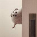 [JOB] 대명 비발디 파크 스키장 지원하는 법! 실제 아르바이트 후기 1편((o(^∇^)o))
