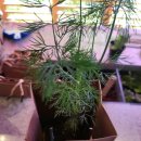 부부전파사 이미지