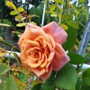 라빌라빌라 이미지