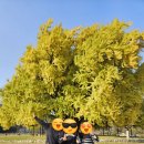 cu원주천년나무점 | [원주여행]천년의 #반계리 은행나무#선셋포인트 #흥원창☆방문후기