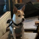 지곡8길 2, (지현동) | 내돈내산 [충주] 째즈와 산조 / 지현동의 숨은 보석, 분위기 좋은 카페 솔직 후기