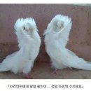 클리셰