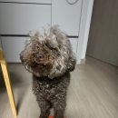 하이댕스 네이버블로그