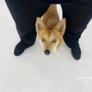 (주)하울팟케어클럽 이미지